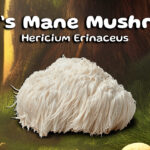 Boost Your Brain with Lion’s Mane Mushrooms