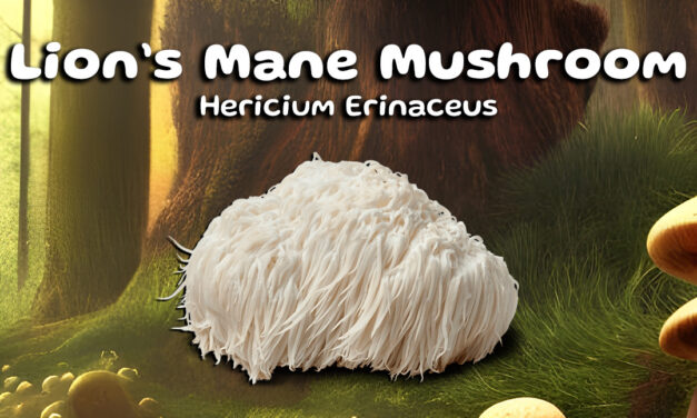 Boost Your Brain with Lion’s Mane Mushrooms