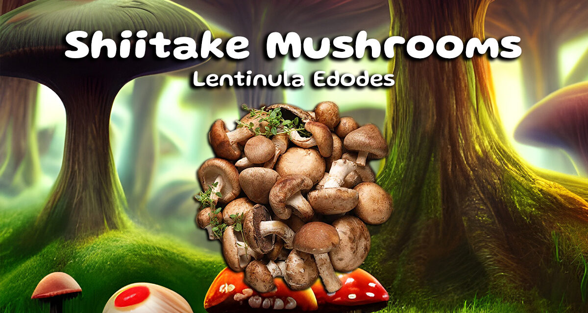 Shiitake Mushrooms: The Secret to a Healthier You‍