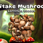 Shiitake Mushrooms: The Secret to a Healthier You‍