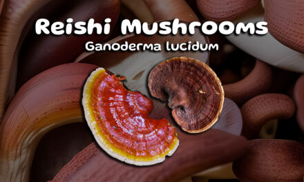 The Miraculous Powers of Reishi Mushrooms