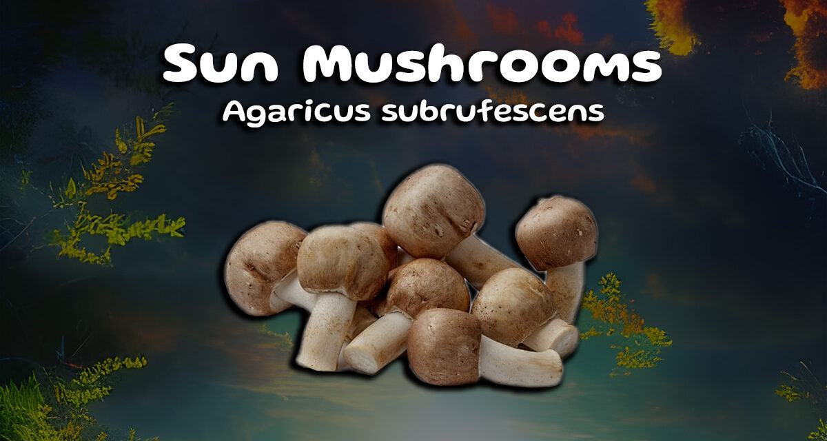 Praise the Sun Mushrooms! A great addition for your health!