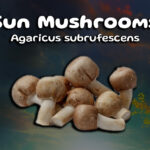 Praise the Sun Mushrooms! A great addition for your health!