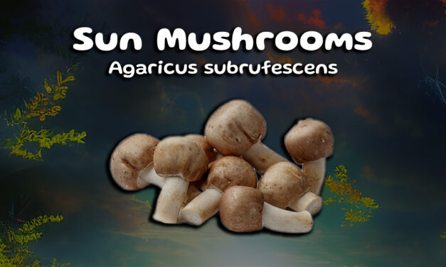 Praise the Sun Mushrooms! A great addition for your health!
