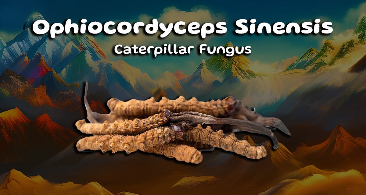 The Incredible Benefits of Ophiocordyceps Sinensis Mushrooms