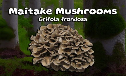 The Power of Maitake Mushrooms for Optimal Health