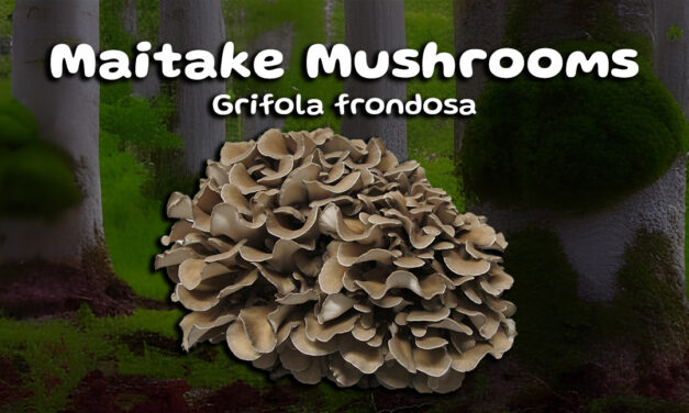 The Power of Maitake Mushrooms for Optimal Health