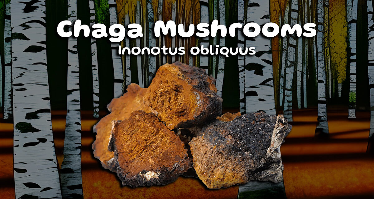 The Rich History and Medicinal Benefits of Chaga Mushrooms‍