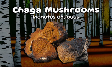 The Rich History and Medicinal Benefits of Chaga Mushrooms‍