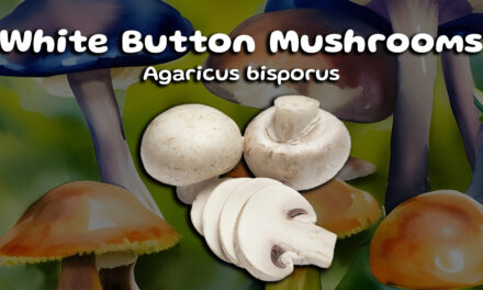 A Simple Guide to White Button Mushrooms‍