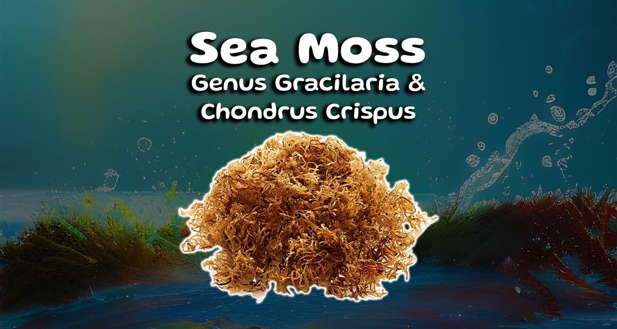 Sea Moss Benefits: What you need to know