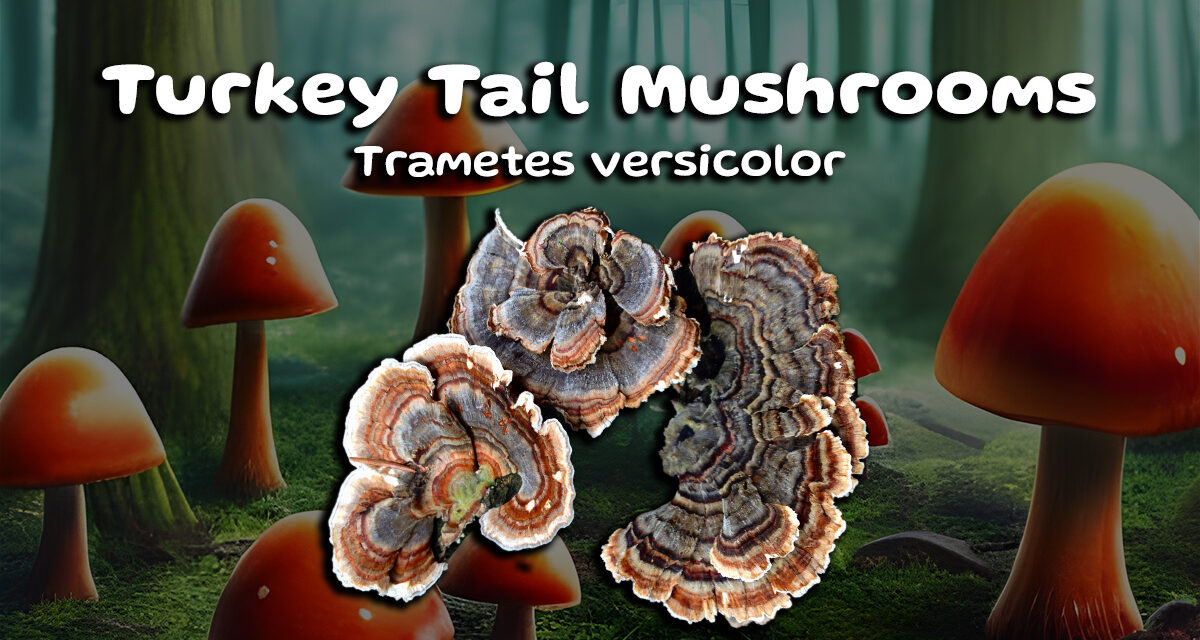 Unleashing the Healing Potential of Turkey Tail Mushrooms