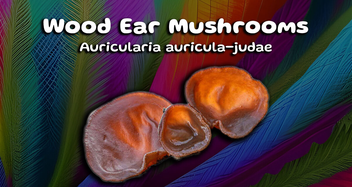 The Power of Wood Ear Mushrooms: The Medicinal Benefits‍