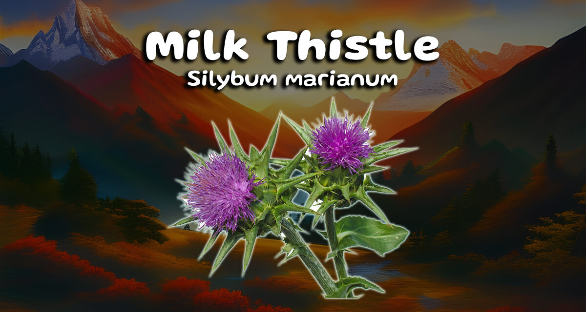 Milk Thistle: Ultimate Detoxification and Liver Health