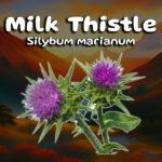 Milk Thistle: Ultimate Detoxification and Liver Health