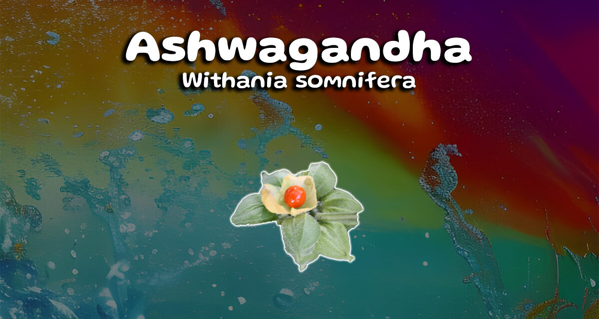 The Power of Ashwagandha and its Incredible Health Benefits!