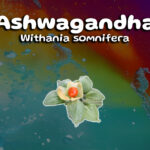 The Power of Ashwagandha and its Incredible Health Benefits!