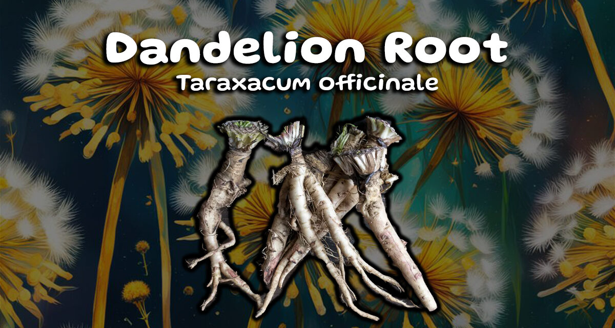 Unleash the Power of Dandelion Root