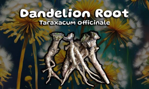 Unleash the Power of Dandelion Root